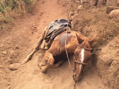Lahaina Stables