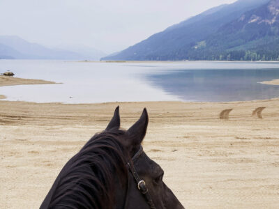The Wooden Horse Llc