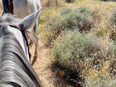 Mountain View Ranch