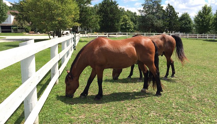 Danada Equestrian Center