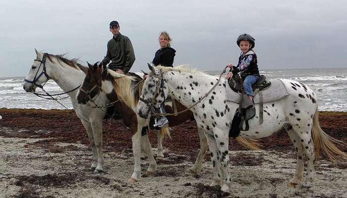 Horses On The Beach: Corpus Christi