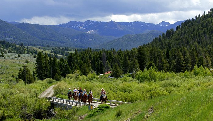 Jake's Horses