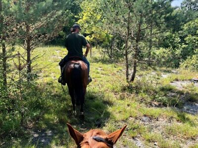 Whispering Springs Horse Farm