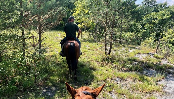 Whispering Springs Horse Farm