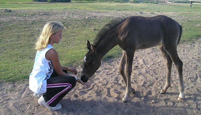 Kahuku-Kai Horse Ranch