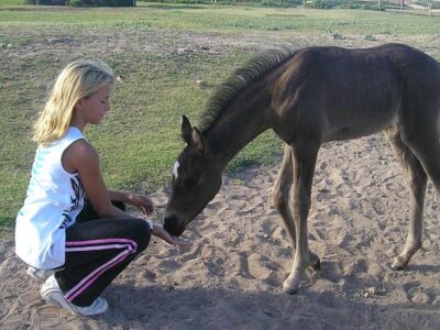 Kahuku-Kai Horse Ranch