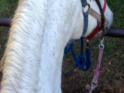 Faith Ridin' Stables