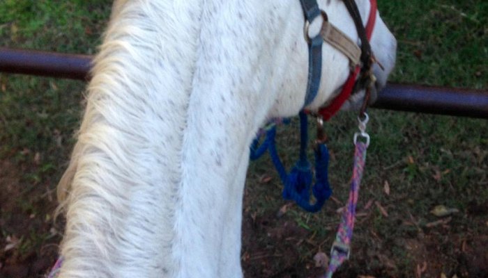 Faith Ridin' Stables