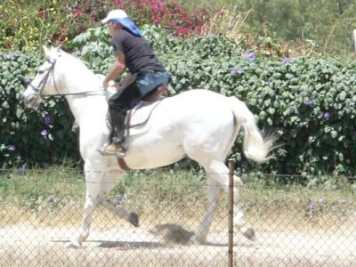 Los Angeles Equestrian Center