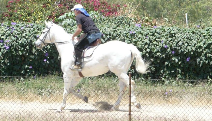 Los Angeles Equestrian Center