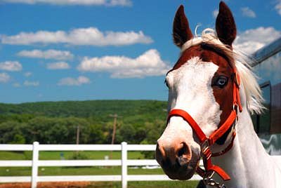 Painted Bar Stables