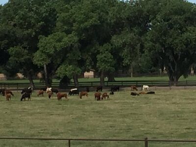 Running Horse Ranch