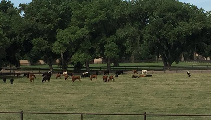 Running Horse Ranch
