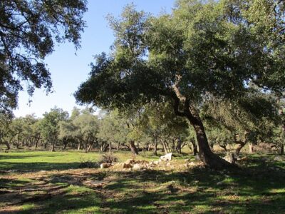Hollow Tree Ranch