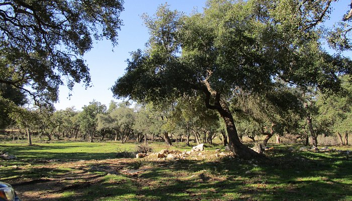 Hollow Tree Ranch