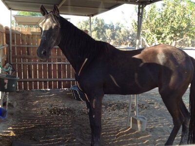 Ivey Ranch Equestrian Center