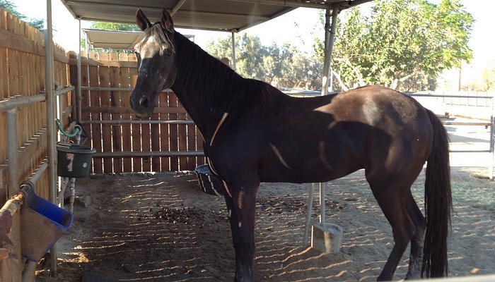 Ivey Ranch Equestrian Center