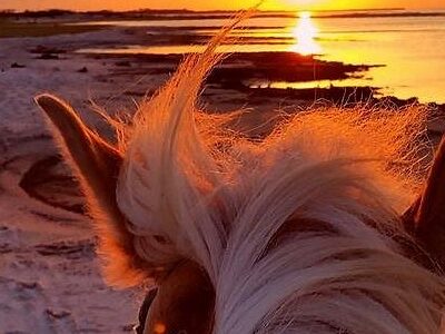 Outer Banks Riding Stables