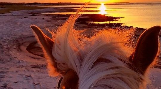 Outer Banks Riding Stables