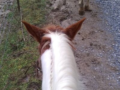 Panther Creek Horseback Rides