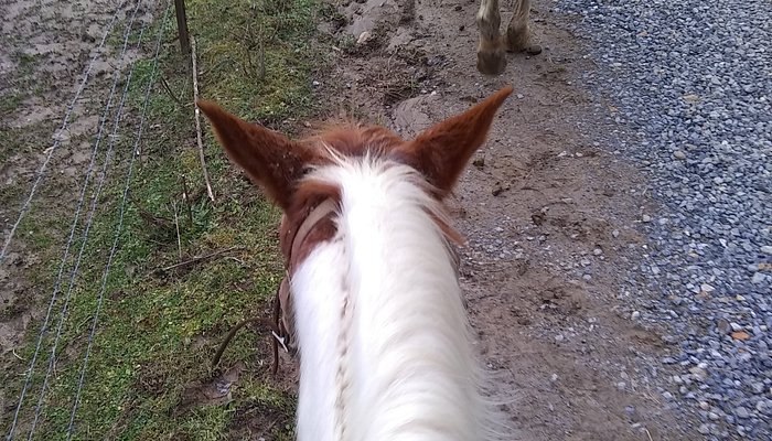 Panther Creek Horseback Rides