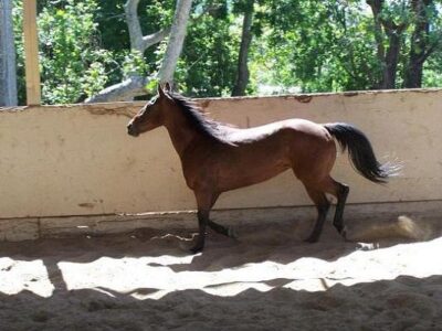 Sea Horse Ranch