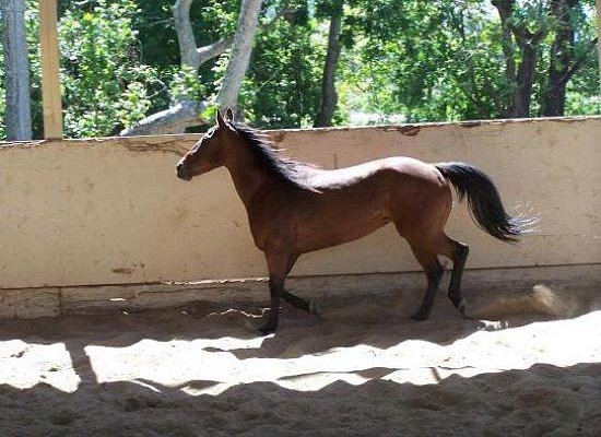 Sea Horse Ranch