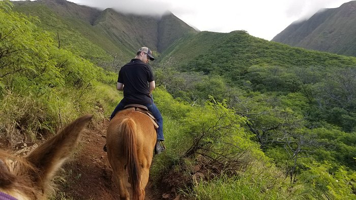 Lahaina Stables