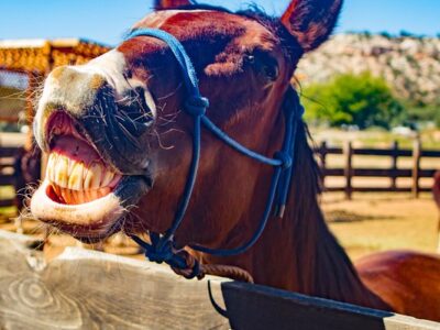 Trail Horse Adventure