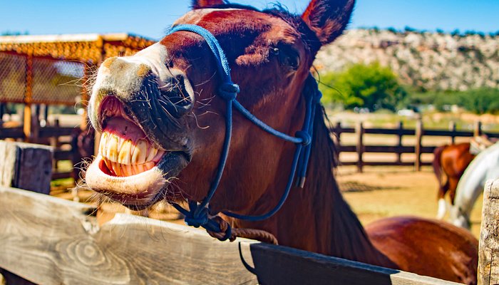 Trail Horse Adventure