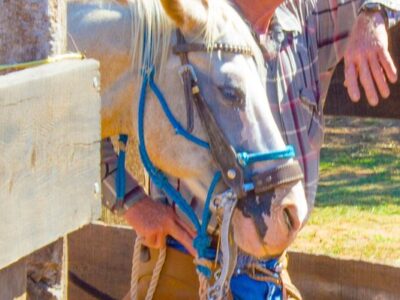 Trail Horse Adventure