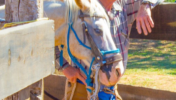 Trail Horse Adventure
