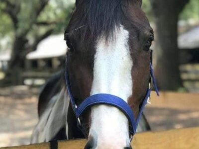 Middleton Place Equestrian Center