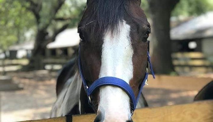 Middleton Place Equestrian Center