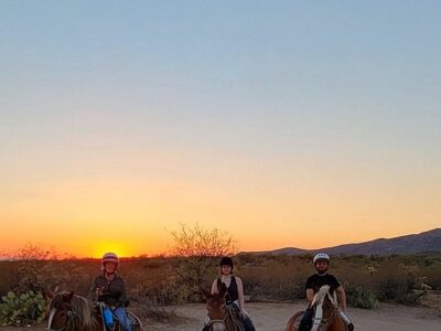 All Around Trail Horses