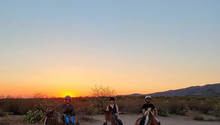 All Around Trail Horses