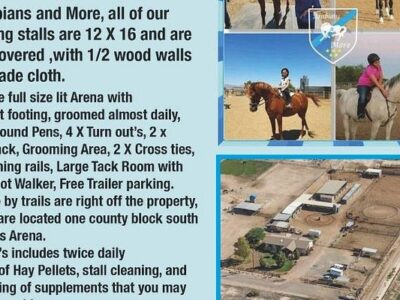 Arabians and More