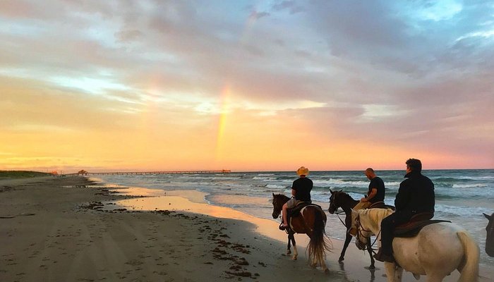 Horses On The Beach: Corpus Christi