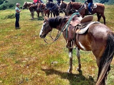 Horse N Around Trail Rides
