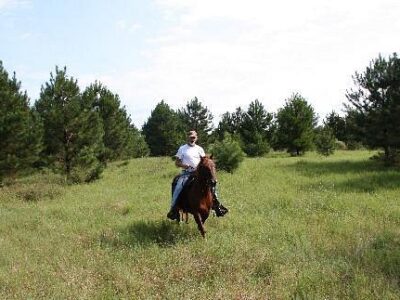 Collins Natural Horsemanship