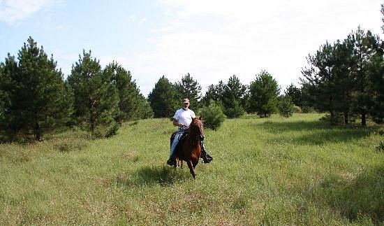 Collins Natural Horsemanship