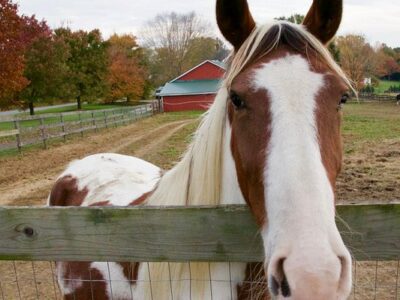 Painted Horse Ranch