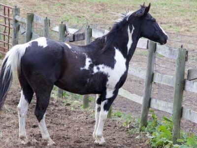 Painted Horse Ranch