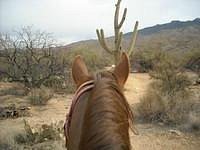 All Around Trail Horses