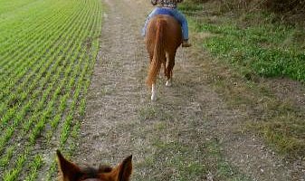 Pfeiffer Riding Stables