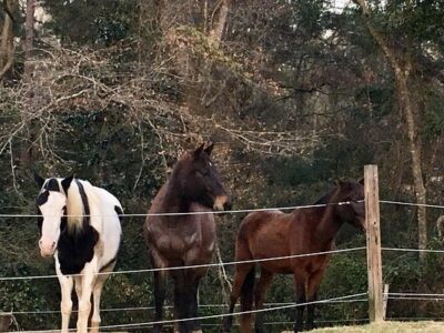 Vaughan Girls Stables