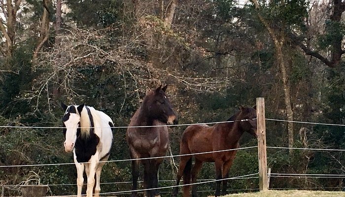 Vaughan Girls Stables