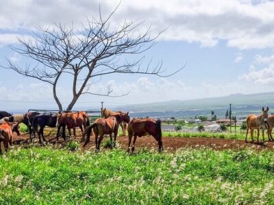 Makani Olu Ranch