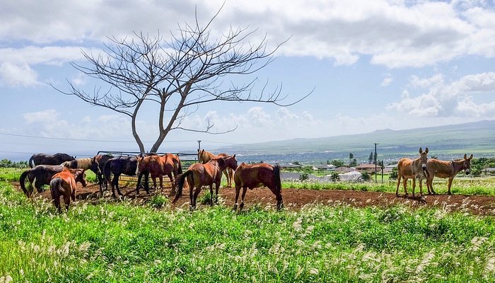Makani Olu Ranch