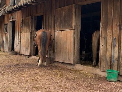 Daisy Field Farm